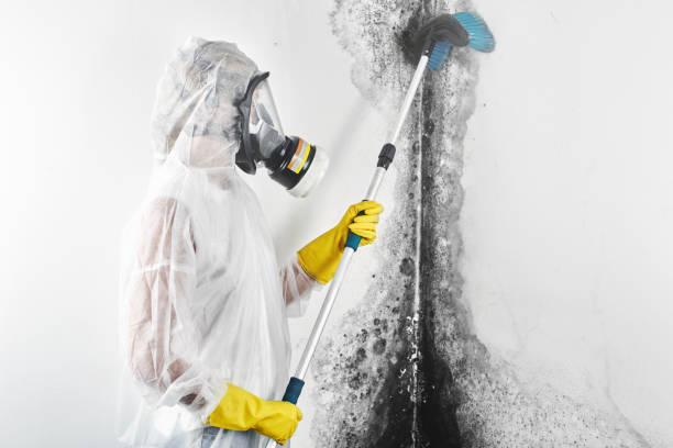 Best Black Mold Removal  in Desloge, MO